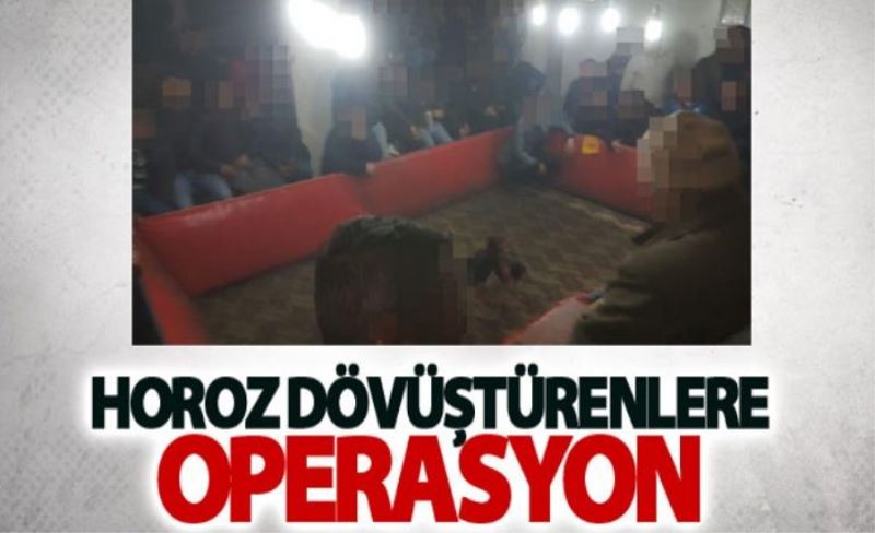 Horoz dövüştürenlere operasyon