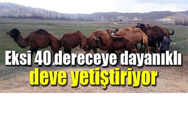 Eksi 40 dereceye dayanıklı deve yetiştiriyor