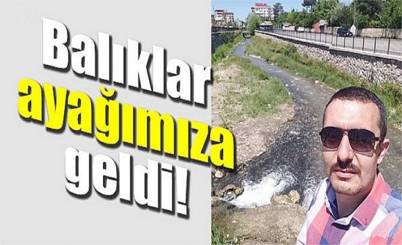 Balıklar ayağımıza geldi!