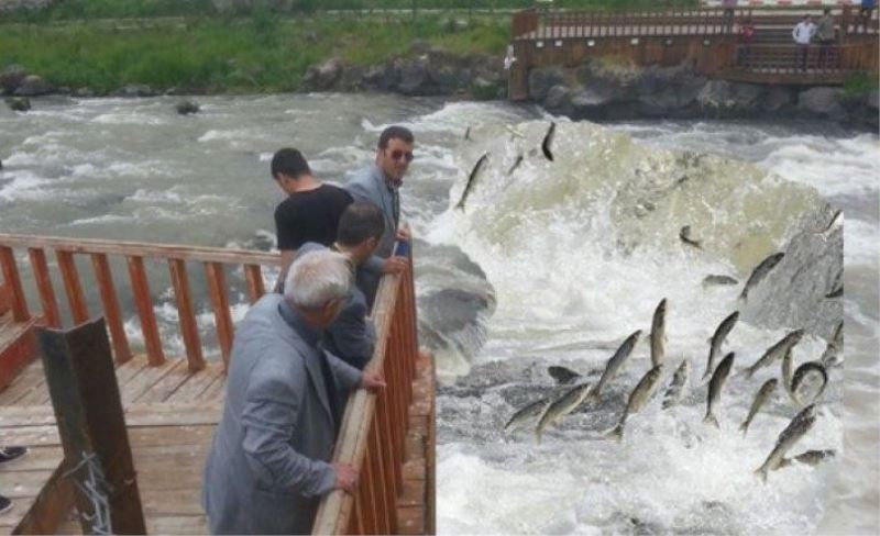 BİK heyeti balık göçünü izledi