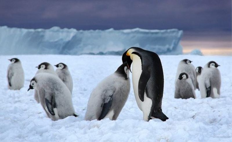 Kuran’da Neden “Kar” ve “Penguen” Geçmiyor?