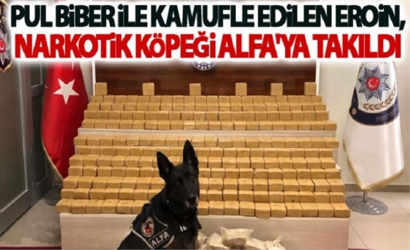 Pul biber ile kamufle edilen eroin, narkotik köpeği Alfa'ya takıldı