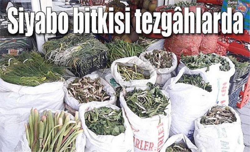 Siyabo bitkisi tezgâhlarda