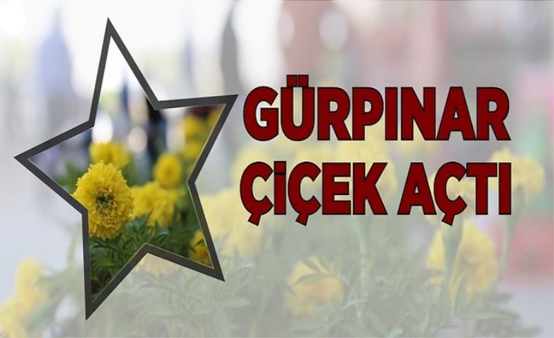 Tanış Gürpınar'ı çiçeklerle donatıyor