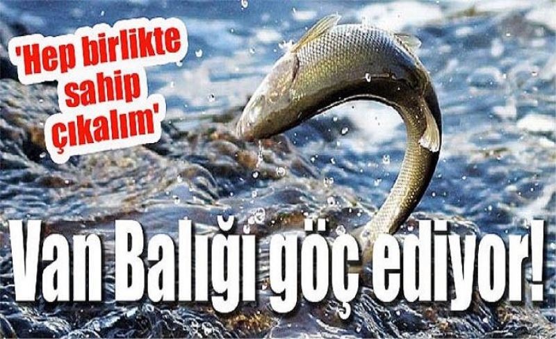 Van Balığı göç ediyor!