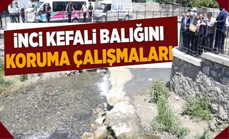 Van Balığı Koruma Komisyonu kurulması kararı…