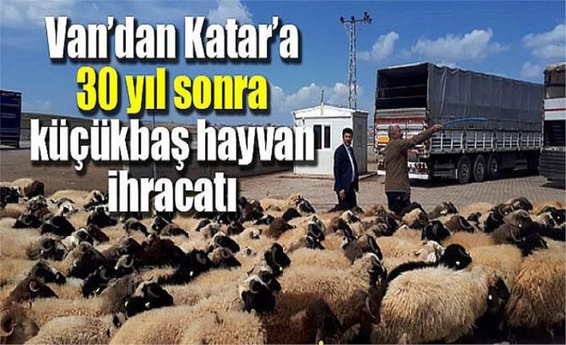 Van’dan Katar’a 30 yıl sonra küçükbaş hayvan ihracatı