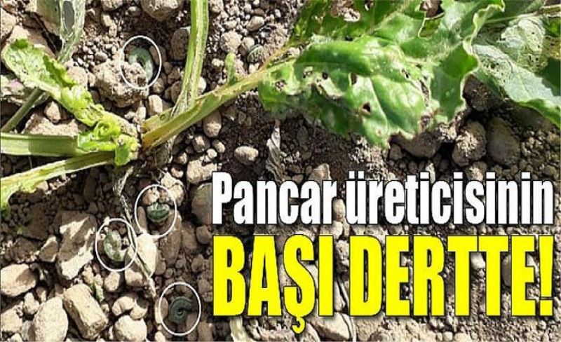 Pancar üreticisinin başı dertte!