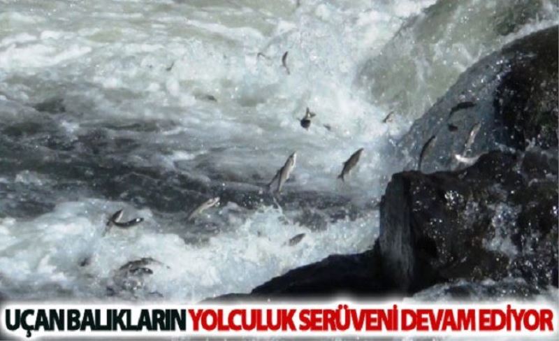 Uçan balıkların yolculukları sürüyor