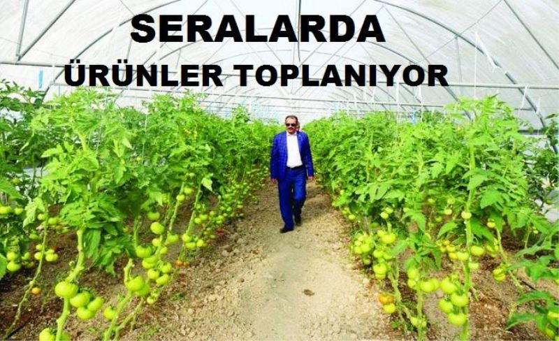 Gürpınar’daki seralarda ürünler toplanıyor