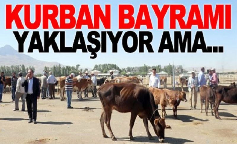 Kurban Bayramı yaklaşıyor ama....