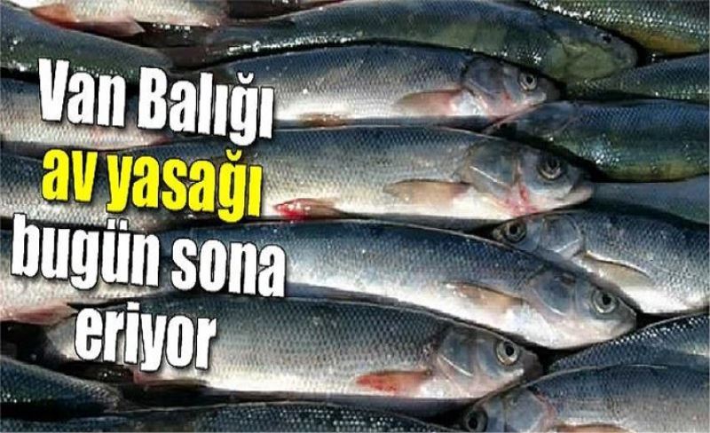 Van Balığı av yasağı bugün sona eriyor