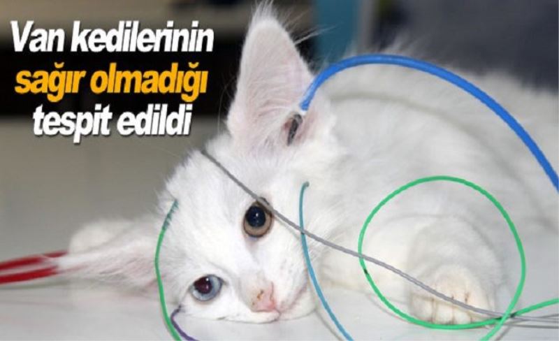 Van kedilerine yapılan sağırlık testi olumlu sonuç verdi