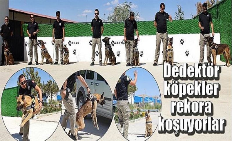 Dedektör köpekler uyuşturucu maddeyi bulmada rekora koşuyor