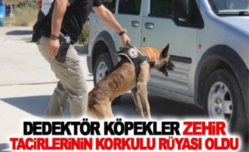 Dedektör köpekler zehir tacirlerinin korkulu rüyası oldu