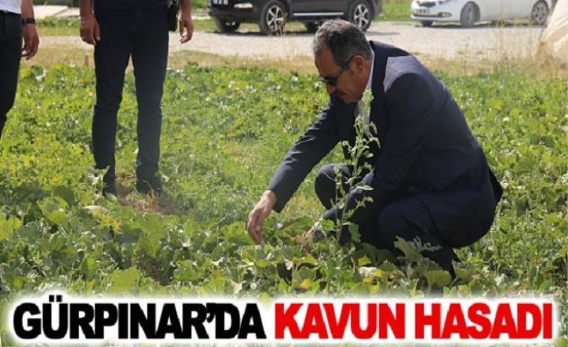 Gürpınar’da kavun hasadı