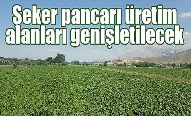 Şeker pancarı üretim alanları genişletilecek