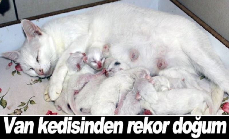 Van Kedi Villası'nda bir ilk yaşandı