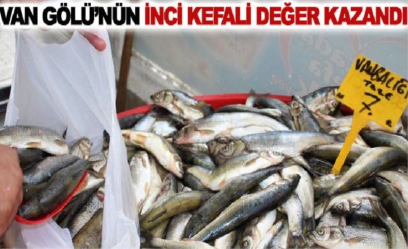 Van Gölü’nün inci kefali değer kazandı