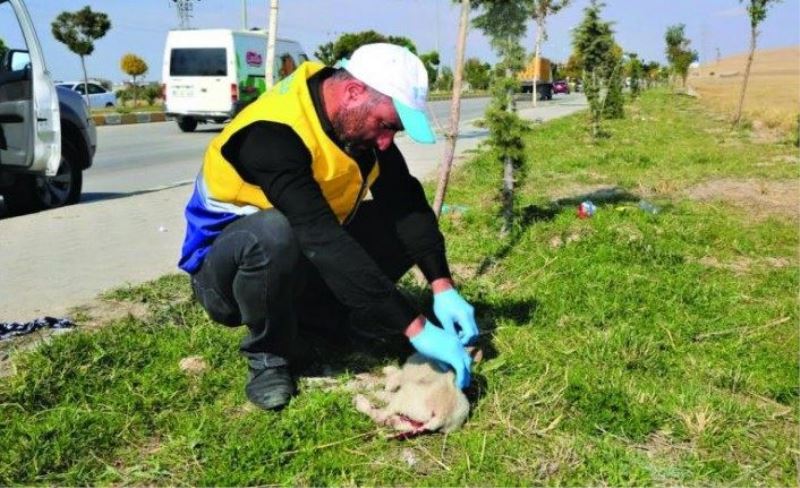 Tuşba Belediyesi, yaralı köpeğe sahip çıktı