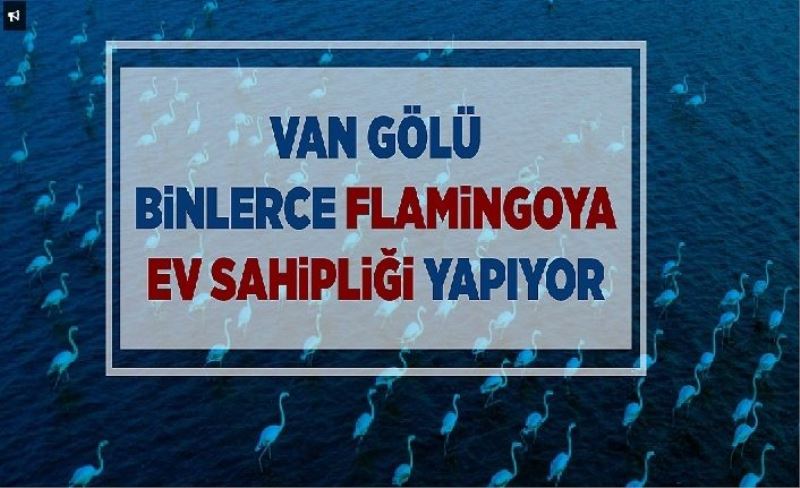 Van Gölü binlerce flamingoya ev sahipliği yapıyor