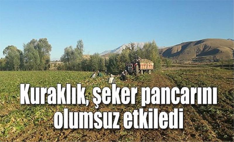 Kuraklık, şeker pancarını olumsuz etkiledi