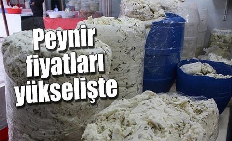 Peynir fiyatları yükselişte