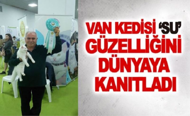 Van kedisi ‘Su’ güzelliğini dünyaya kanıtladı