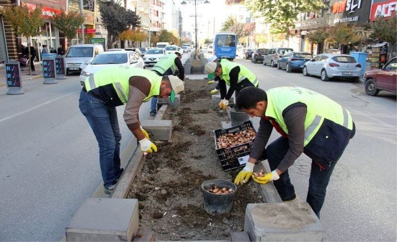 Van’da, lale, sümbül ve nergis soğanı dikimi tamamlandı