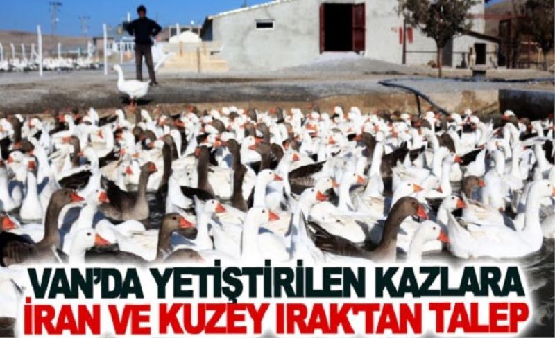 Van’da yetiştirilen kazlara İran ve Kuzey Irak'tan talep