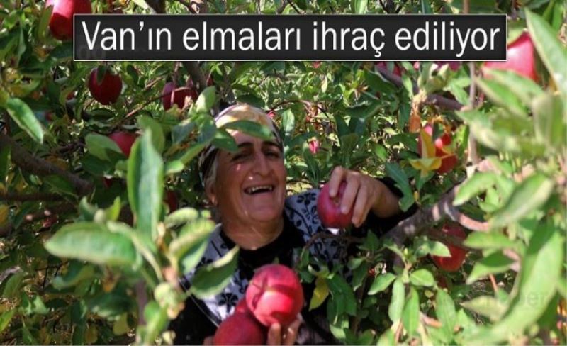Van’ın lezzetli elmaları Kuzey Irak’a ihraç ediliyor