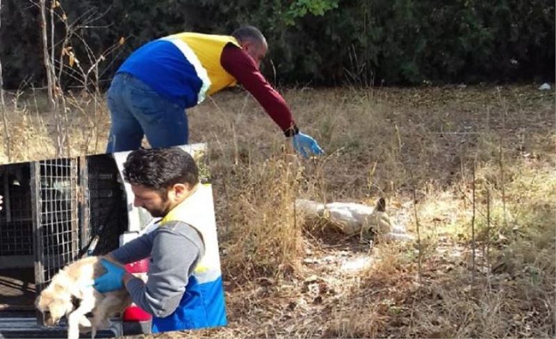 Yavru köpek tedavi altına alındı