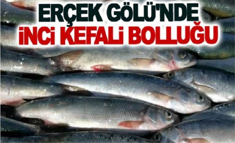 Erçek Gölü'nde inci kefali bolluğu