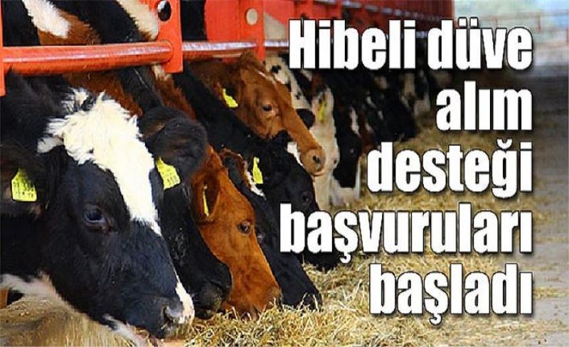 Hibeli düve alım desteği başvuruları başladı