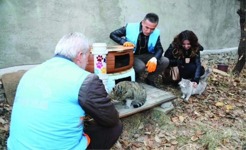 İpekyolu Belediyesi’nden sokak hayvanları için 20 barınak…