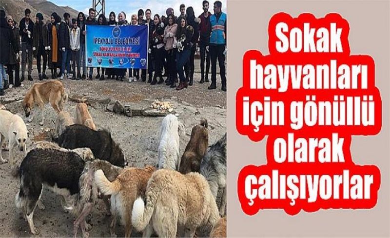 Sokak hayvanları için gönüllü olarak çalışıyorlar