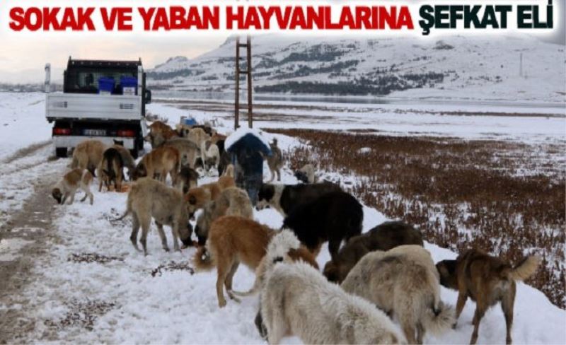 Sokak ve yaban hayvanlarına şefkat eli