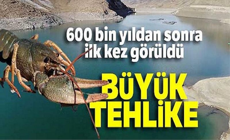 Van Gölü Havzası'nda 600 bin yıldan sonra ilk kez kerevit görüldü