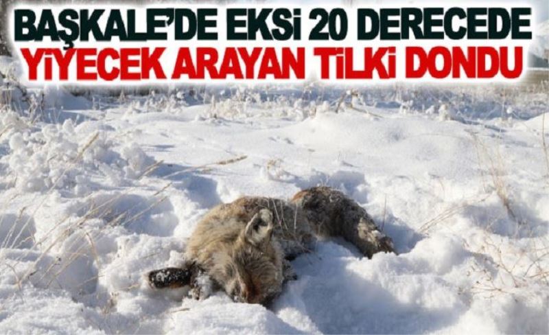 Başkale’de eksi 20 derecede yiyecek arayan tilki dondu