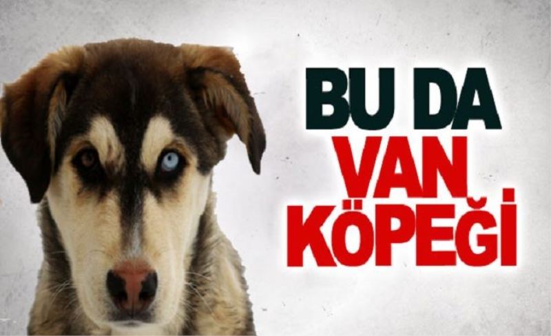 Bu da Van köpeği