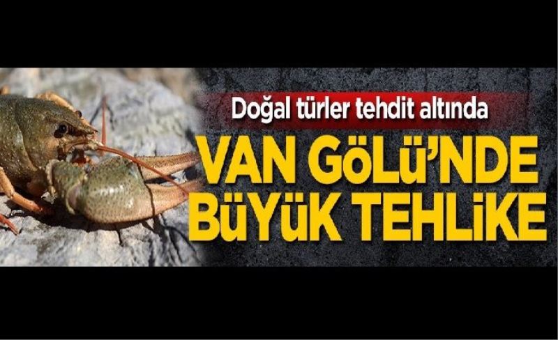 Doğal türler tehdit altında! Van Gölü'nde büyük tehlike