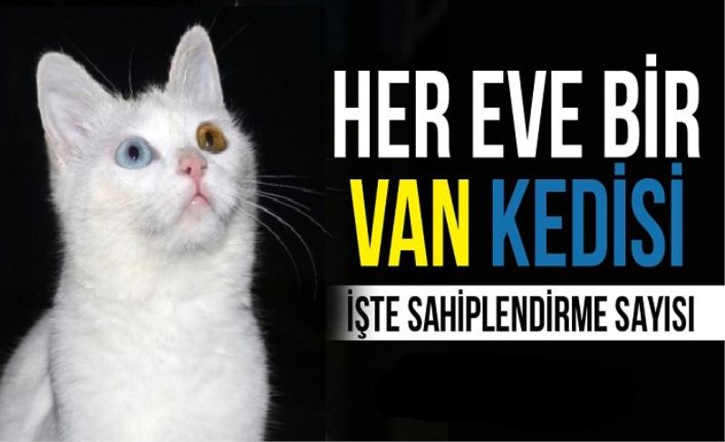 Van Kedileri, kampanya kapsamında sahiplendiriliyor