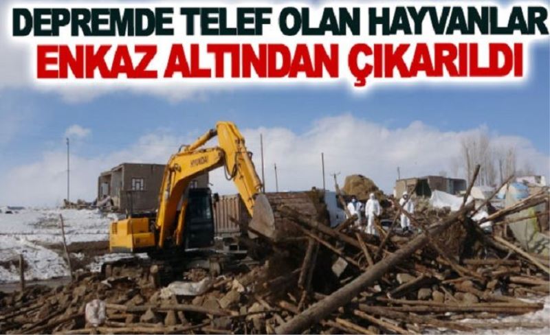 Depremde telef olan hayvanlar enkaz altından çıkarıldı