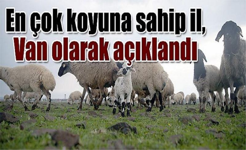 En çok koyuna sahip il, Van olarak açıklandı