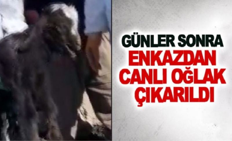 Günler sonra enkazdan canlı oğlak çıkarıldı