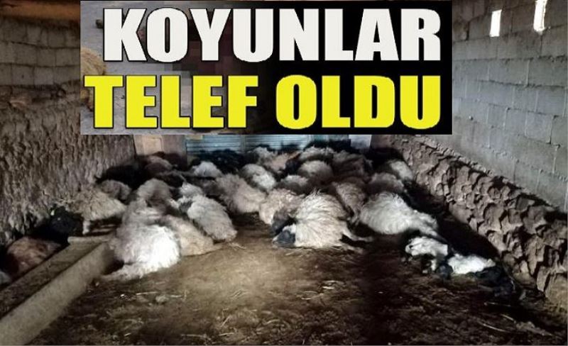 Kurt korkusu yüzünden 44 koyun telef oldu