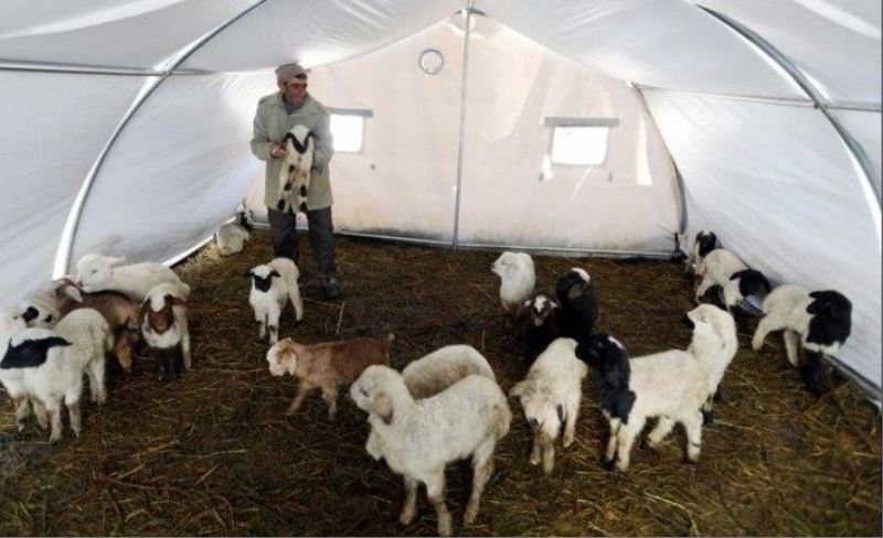 Telef olan hayvanların bedelleri hibe olarak ödenecek