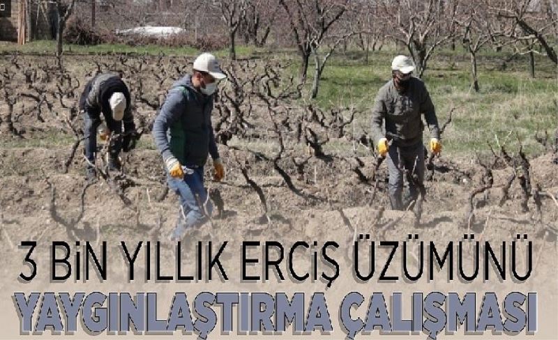 Erciş Üzümü'nü yaygınlaştırma çalışması...