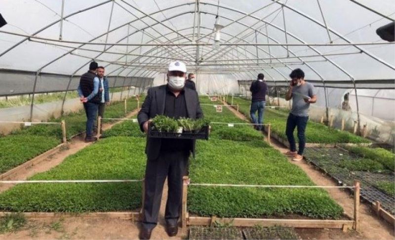 Yerli fideler vatandaşlara ücretsiz dağıtıldı