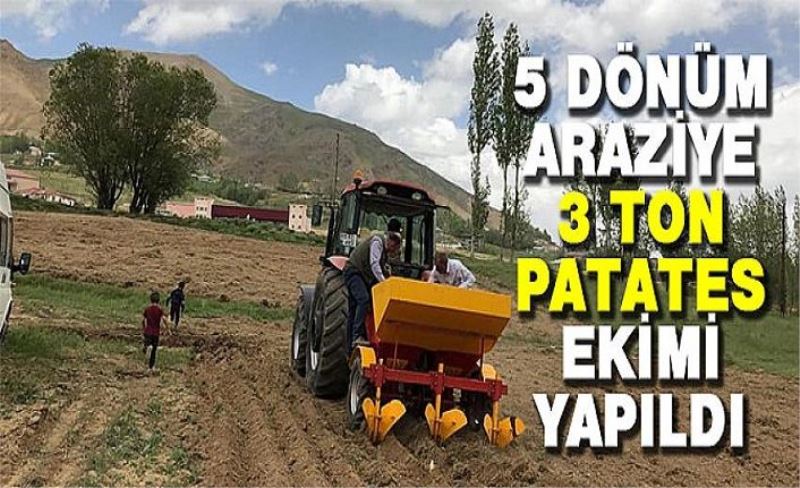 5 dönüm araziye 3 ton patates ekimi yapıldı
